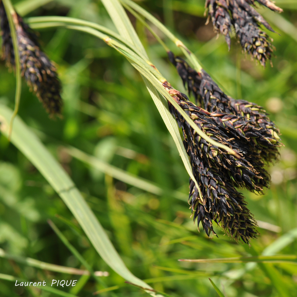Mouche pêche "De plumes et d'acier"Carex Atrofusca Laîche noir-brunâtre