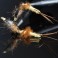 Nymphe articulée de mouche de mai