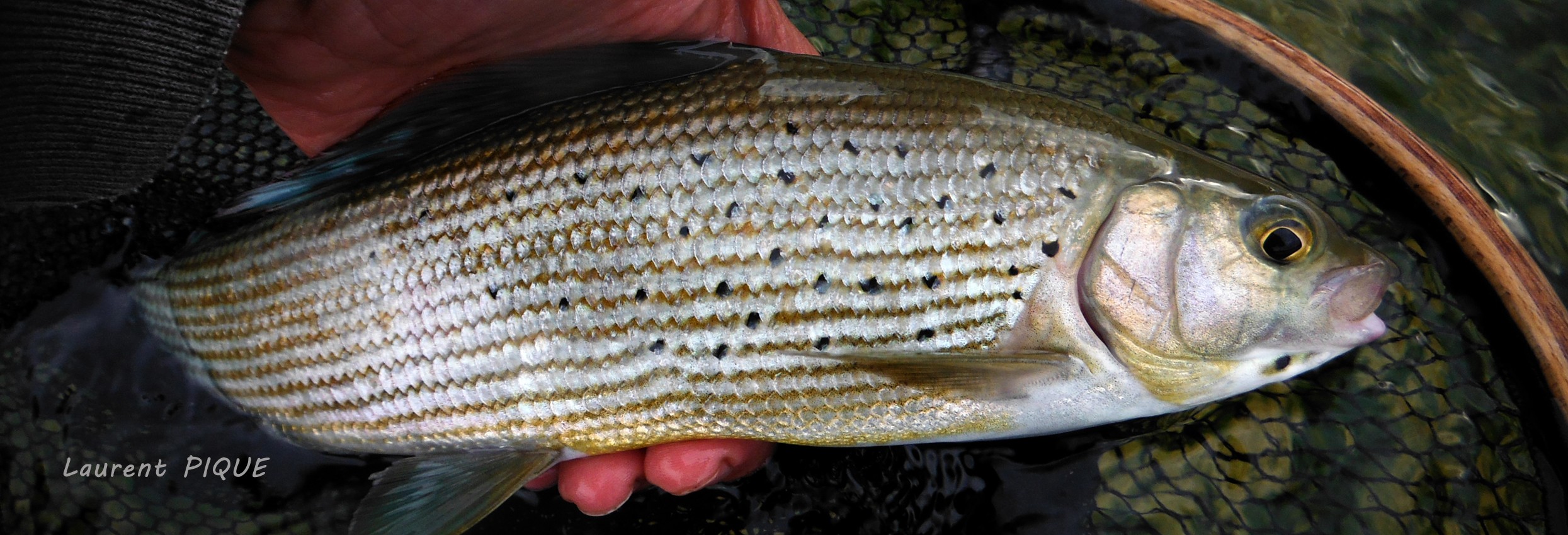 Pêche mouche de l'ombre commun