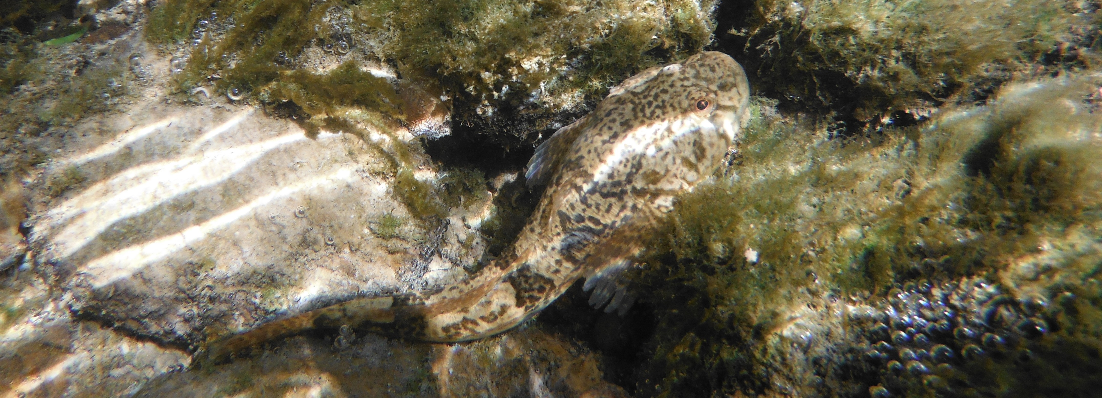 De plumes et d'acier